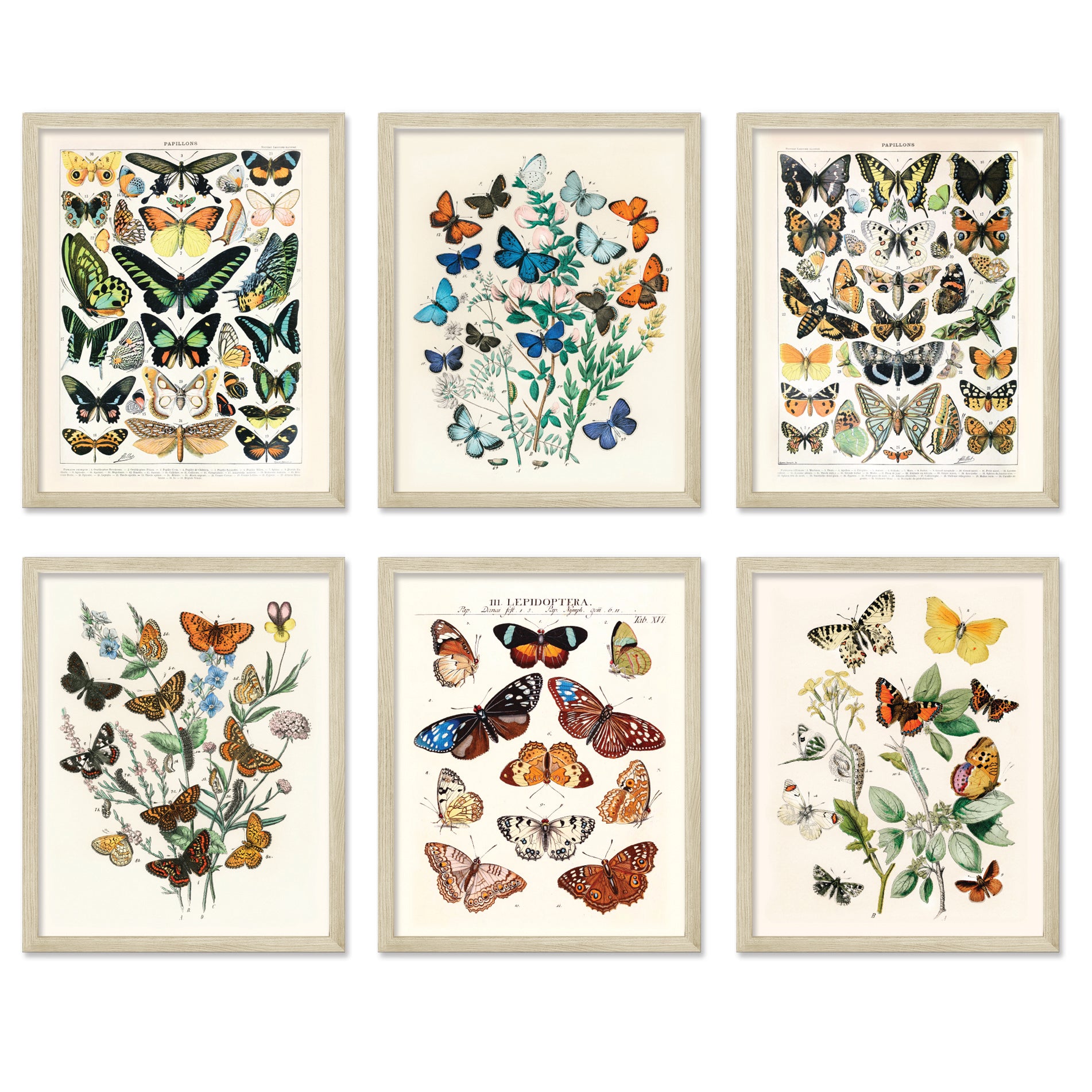 Vintage Butterflies 6 Set